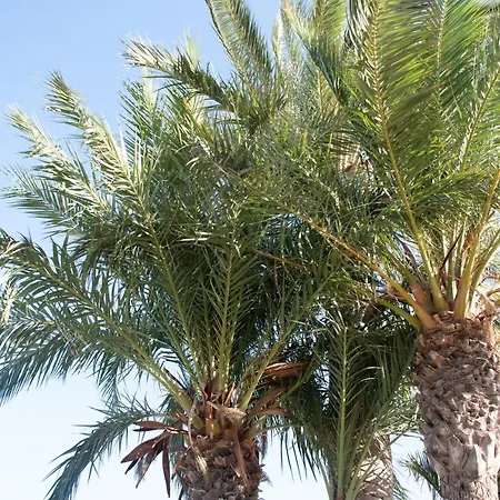 Rafaello ,,la Zona Cabo Roig, Area Cabo Roig